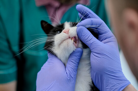 veterinarian examines the cat 