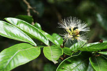 Dwarf Machete Ice Cream Bean (Inga spectabilis)