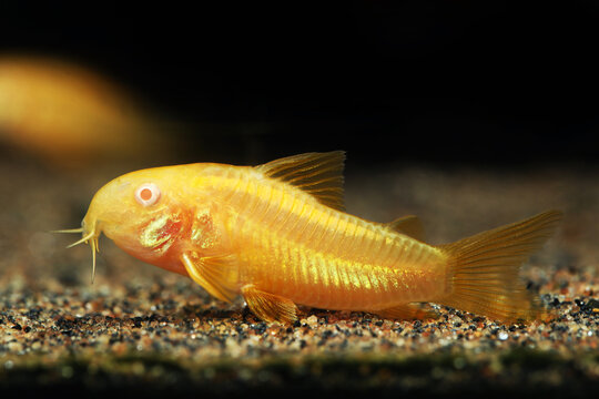 Albino Gold Laser Corydoras catfish