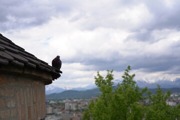 Pigeon on the castle