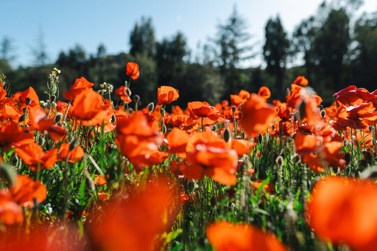 Vibrant Poppy Field Full Bloom in Spring - Powered by Adobe