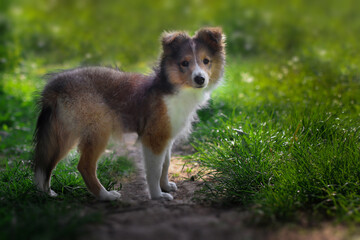 Adorable puppy of shetland sheepdog also known as sheltie.	
