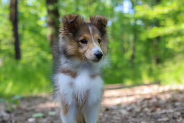 Adorable puppy of shetland sheepdog also known as sheltie.	
