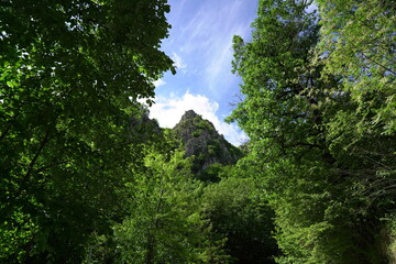 trees in the forest