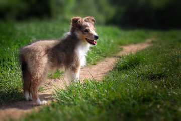 Fototapeta premium Adorable puppy of shetland sheepdog also known as sheltie. 