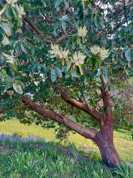 Flowering madrone tree at dusk (Arbitus menziesii)