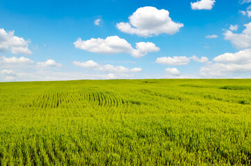Green wheat field against the background of blue sky.
