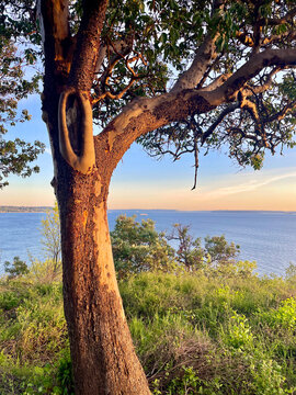 Madrone tree (Arbitus menziesii) at dusk