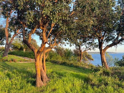 Madrone trees on grassy hillside at sunset (Arbitus menziesii)