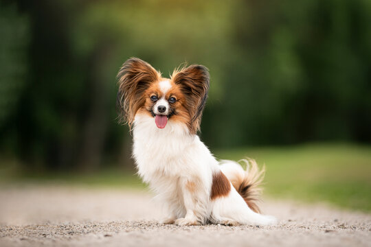 amazing papillon dog breed portrait in the park