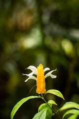 Golden Shrimp flower