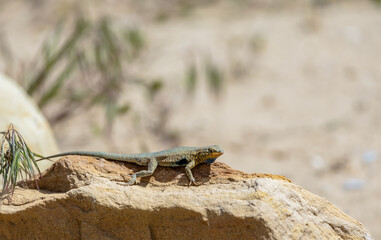 Western side-blotched lizard sun bathing. Dinosaur National Monument, Utah