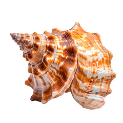 Fototapeta premium Sea shell. Isolated on transparent background.