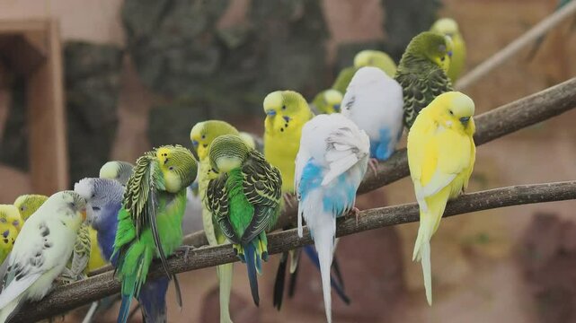Vibrant Parakeets Playfully Chattering on a Branch