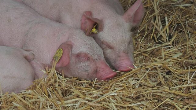 Closeup shot of baby pigs sleeping on the hay.