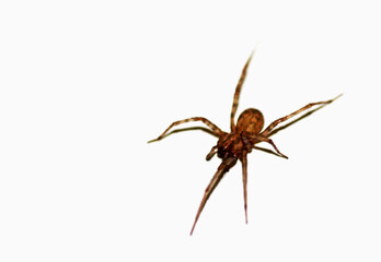 Brown spider