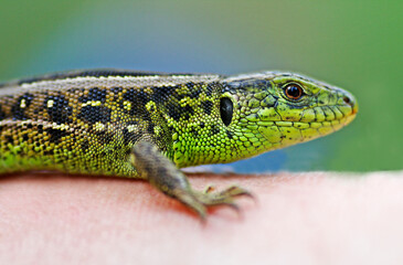 Lizard.