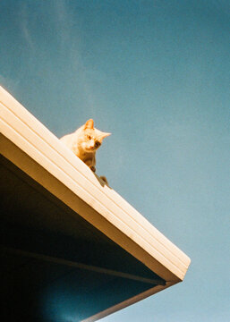 Ginger Cat on a Roof