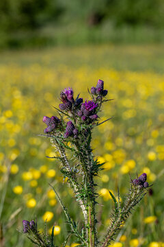 illyrian thistle