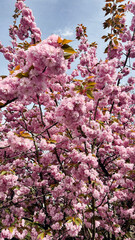 pink cherry blossom