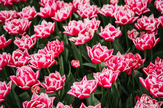Pink and white striped tulips, named columbus