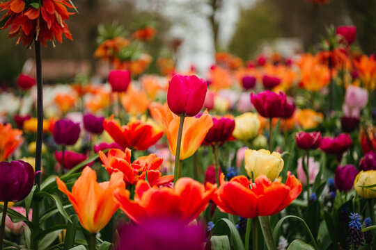 Colorful tulips with soft-focus background