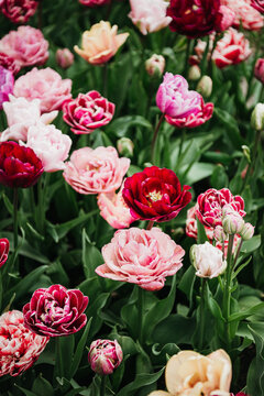 Lush field of mixed double peont tulips in bloom