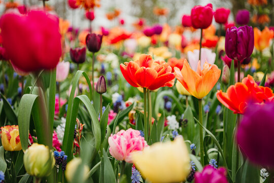 Vibrant tulips in a Dutch spring garden bed - Powered by Adobe
