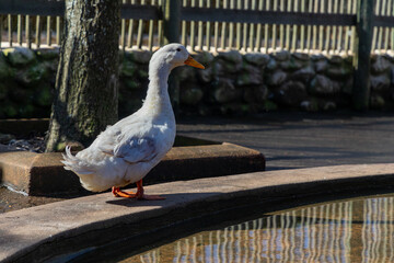 Single grey and white goose next to a pond of water with a wooden fence in the background.  