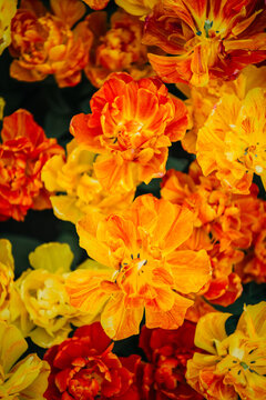 Vivid Orange Double Peony Tulips