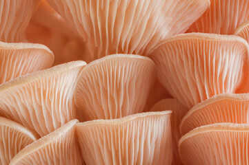 Pink oyster mushrooms macro