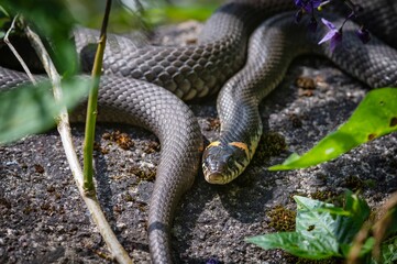 Grass snake natrix natrix on the garden path. Not a poisonous snake.