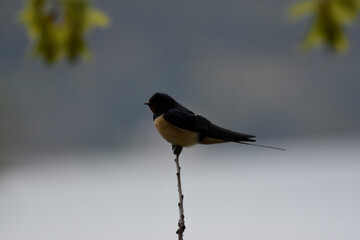 blackbird on the branch