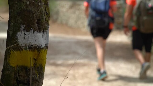 Slow motion, waypoint painted on the tree trunk, unrecognizable hikers walking along the path