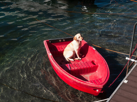Dog on the boat