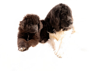 Landseer newfoundland dog with plack newfoundland puppy
