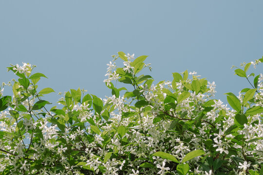 Star Jasmine Flowers and Blue Spring Sky