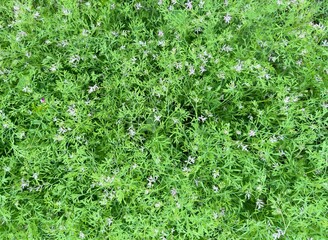green grass background, green leaves and flowers 