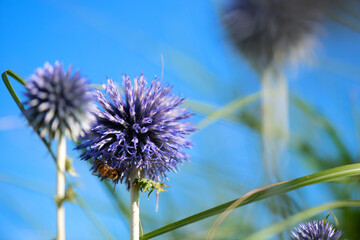 Blooming Thistle flowers