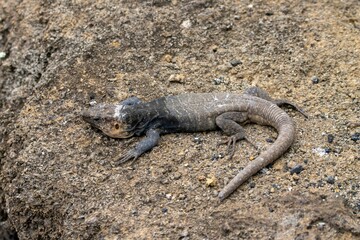 Gran Canaria giant lizard, Gallotia stehlini