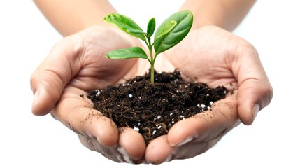 Close-up of two hands holding soil with a young green plant sprout emerging. This image symbolizes growth, care, and nurturing. Ideal for environmental, agricultural, and nature-related content. AI