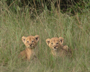 Young lion cubs in the Masai Mara in Kenya