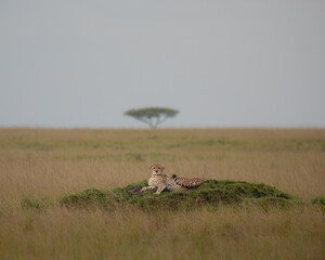 Cheetah in the Masai Mara 