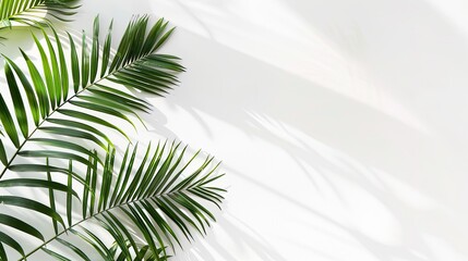 tropical palm leaves casting shadows on a pristine white background, creating a minimalist flat lay top view with ample space for text, perfect for a summer concept.