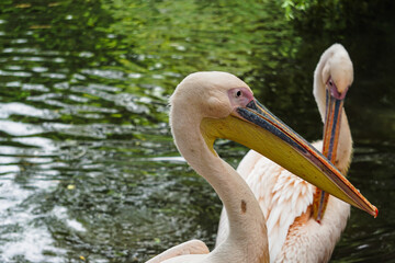 A close up of pelicans