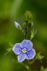 Macro shot of a germander speedwell (veronica chamaedrys) flower