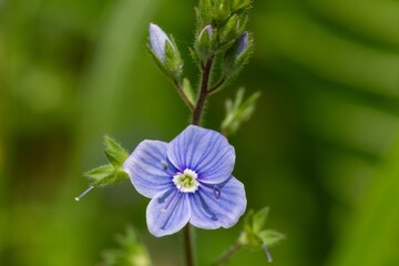 Macro shot of a germander speedwell (veronica chamaedrys) flower