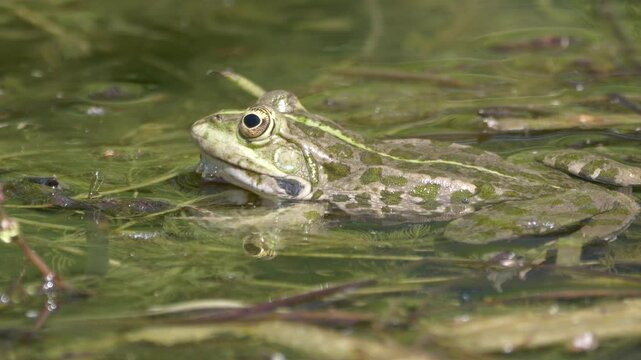 Closeup footage of Chiricahua leopard frog basking in a swamp on a sunny day