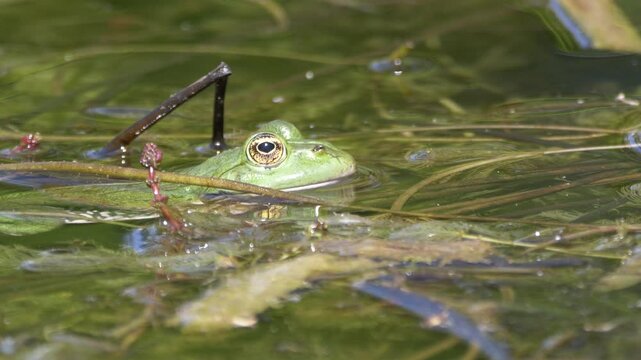Closeup footage of Chiricahua leopard frog lying on the floating water plants basking on a sunny day