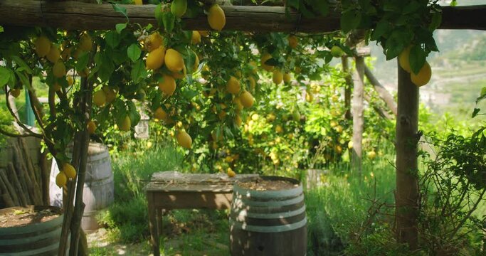 Clusters of bright yellow lemons hang from trees in a lush, shaded garden, with wooden barrels and rustic furniture around.